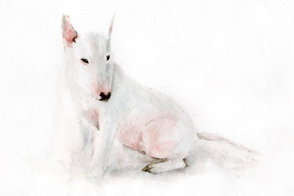 Bull Terrier Watercolor Graphics for Brand Illustrations