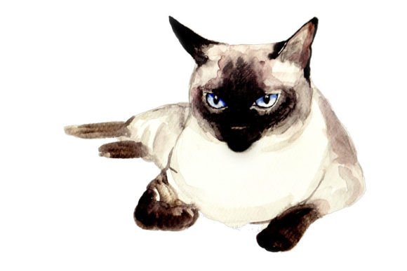 Integrating Watercolor Siamese Cat Graphics into Brand Identity